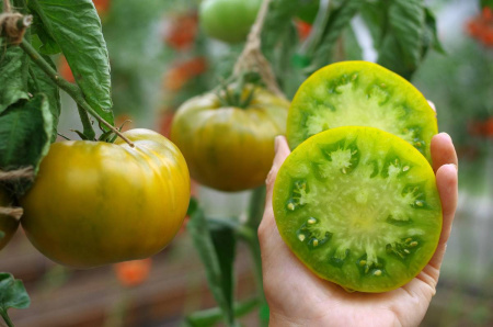 Томат Зеленая Тайна Личинки